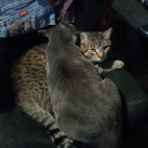 Meet your Posher, Desiree